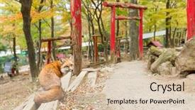  Presentation with fox - Slide set consisting of tail gate - fox and japanese temple background and a soft green colored foreground