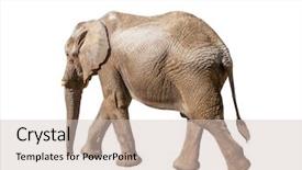  Presentation with elephant - PPT theme consisting of tail isolated on white background background and a  colored foreground