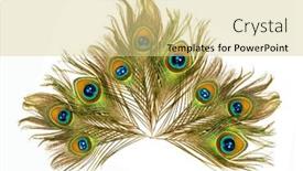  Presentation with peacock - Presentation theme featuring tail-of-a-peacock background and a blonde colored foreground
