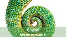  Presentation with white - PPT theme consisting of tail-of-an-veiled-chameleon background and a  colored foreground