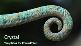  Presentation with pin tail on donkey - Audience pleasing slide deck consisting of tail of the veiled chameleon backdrop and a wine colored foreground