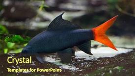  Presentation with shark - Cool new PPT layouts with tailed black shark epalzeorhynchos bicolor backdrop and a tawny brown colored foreground
