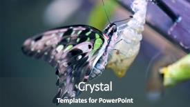  Presentation with cocoon - PPT layouts featuring tailed jay butterfly detail perching background and a ocean colored foreground