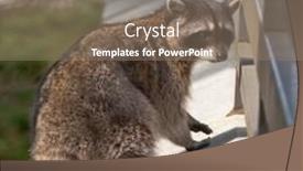  Presentation with reflection looking back to go forward - Presentation theme with tailless-raccoon-looking-back background and a gray colored foreground