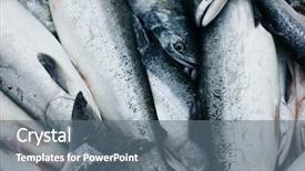  Presentation with salmon fish - Audience pleasing slides consisting of tails of a fish backdrop and a gray colored foreground