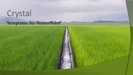  Presentation with paddy field - PPT theme having taitung-paddy-rice-field-meadow background and a  colored foreground