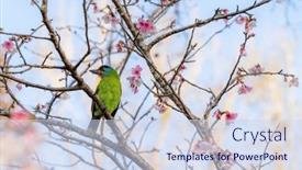  Presentation with sakura - Slide deck enhanced with taiwan-barbet-bird-stand background and a sky blue colored foreground