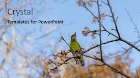  Presentation with sakura - PPT theme consisting of taiwan-barbet-bird-stand background and a light blue colored foreground