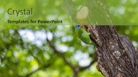  Presentation with taiwan - PPT theme enhanced with taiwan-barbet-bird background and a seafoam green colored foreground