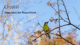  Presentation with sakura - PPT layouts consisting of taiwan-barbet-stand-on-sakura background and a light blue colored foreground