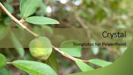  Presentation with fruit tree - Theme enhanced with taiwan drink - fruit of aiyu jelly tree background and a  colored foreground