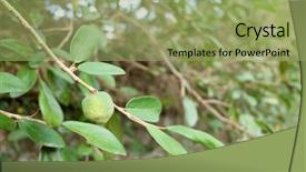  Presentation with fruit tree - Amazing PPT layouts having taiwan drink - fruit of aiyu jelly tree backdrop and a  colored foreground