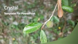  Presentation with fruit tree - Slide deck consisting of taiwan drink - fruit of aiyu jelly tree background and a  colored foreground