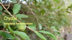 Presentation with fruit tree - Beautiful presentation design featuring taiwan drink - fruit of aiyu jelly tree backdrop and a tawny brown colored foreground