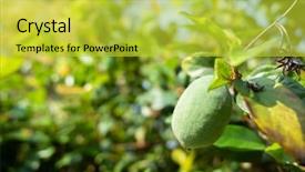  Presentation with fruit drink - Amazing PPT layouts having taiwan drink - green aiyu jelly tree backdrop and a yellow colored foreground