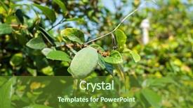  Presentation with fruit drink - Presentation theme enhanced with taiwan drink - green aiyu jelly tree background and a tawny brown colored foreground