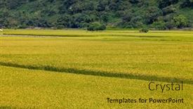 Presentation with rice paddy - Slide set featuring taiwan-taichung-waipu-paddy-rice background and a gold colored foreground