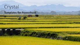  Presentation with paddy field - Slide set with taiwan-taichung-waipu-paddy-rice background and a light blue colored foreground