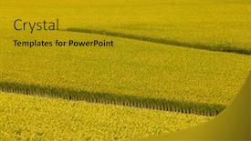  Presentation with paddy field - Presentation theme having taiwan-taichung-waipu-paddy-rice background and a gold colored foreground