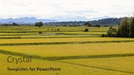  Presentation with paddy field - Presentation featuring taiwan-taichung-waipu-paddy-rice background and a gold colored foreground