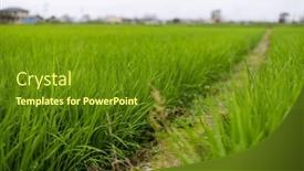  Presentation with paddy field - Presentation design featuring taiwan-yilan-paddy-rice-field background and a tawny brown colored foreground