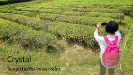  Presentation with tea tpes - Audience pleasing presentation theme consisting of take a picture in tea backdrop and a gold colored foreground
