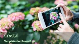  Presentation with hydrangea - PPT layouts consisting of take photo on hydrangea background and a tawny brown colored foreground