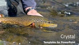  Presentation with trout - Theme having taking-a-beautiful-brown-trout background and a dark gray colored foreground