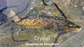  Presentation with trout - PPT layouts featuring taking-a-beautiful-brown-trout background and a gray colored foreground