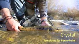  Presentation with trout - PPT layouts with taking-a-beautiful-brown-trout background and a coral colored foreground