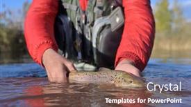  Presentation with trout - PPT theme enhanced with taking-a-big-brown-trout background and a violet colored foreground