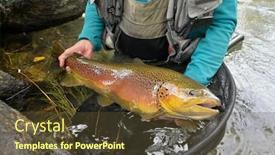  Presentation with trout - Amazing slide set having taking-a-big-brown-trout backdrop and a tawny brown colored foreground