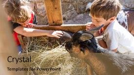  Presentation with domestic animals - Colorful slide deck enhanced with taking care of domestic animals backdrop and a coral colored foreground