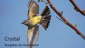  Presentation with olive tree branch ripe - Presentation theme featuring taking off from a tree background and a light blue colored foreground