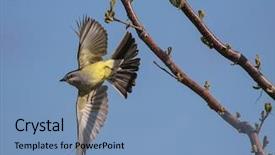 Presentation with western - PPT layouts enhanced with taking off from a tree background and a teal colored foreground