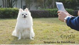  Presentation with dog park - PPT layouts with taking photo on pomeranian dog in city park background and a mint green colored foreground