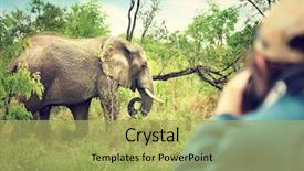  Presentation with eco park - Presentation design having taking pictures of an africa background and a yellow colored foreground