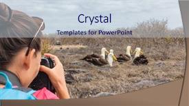 Presentation with tourist - Colorful presentation theme enhanced with taking pictures of waved albatros backdrop and a sky blue colored foreground