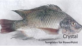  Presentation with fish - Slides having talaphia tilapia fish background and a light gray colored foreground