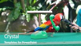  Presentation with toy - Audience pleasing slides consisting of talk show free - scarlet macaw answering a toy backdrop and a teal colored foreground
