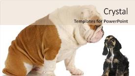  Presentation with puppy english cocker spaniel - Cool new slide deck with talking animals - cocker spaniel puppy looking up backdrop and a lemonade colored foreground