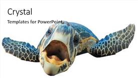  Presentation with turtle - Slides having talking animals - crazy sea turtle isolated background and a white colored foreground