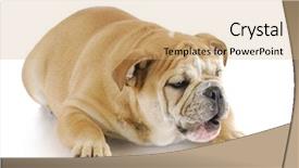  Presentation with english bulldog - Slide deck with talking animals - english bulldog laying down background and a coral colored foreground