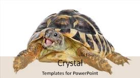  Presentation with tortoise - Theme enhanced with talking animals - herman tortoise with happy enthusiastic background and a yellow colored foreground