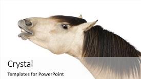  Presentation with white horse - Audience pleasing presentation theme consisting of talking animals - horse in front backdrop and a white colored foreground