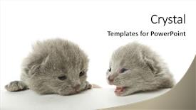  Presentation with speaking - Theme consisting of talking animals - two speaking kittens isolated background and a white colored foreground