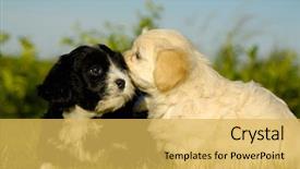  Presentation with dog park dogs plays - Slide set having talking animals - two sweet puppy dogs background and a yellow colored foreground