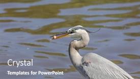  Presentation with hunting - PPT layouts enhanced with tall-blue-heron-bird-hunting background and a gray colored foreground