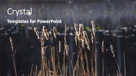  Presentation with wetlands - Cool new slide set with tall-bulrush-grass-in-wetlands backdrop and a dark gray colored foreground