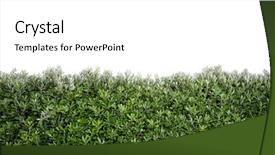  Presentation with tall - Theme enhanced with tall bush background background and a white colored foreground